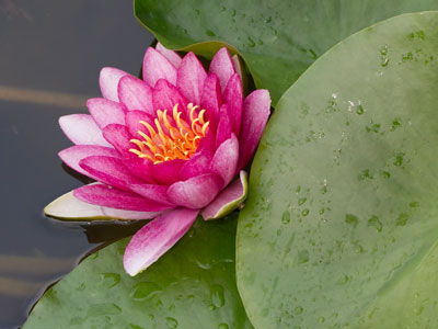 Falling into the pond was a real possibility.