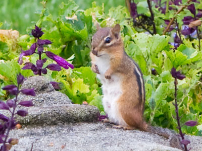 Possibly the generous chipmunk from June 4, 2016.