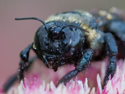 Probably not the drippy bee from September 9 above.