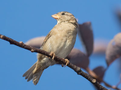 I`m falling behind on my daily bird quota.