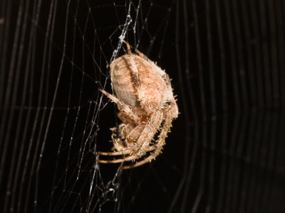 Spiders are more furry than you think.