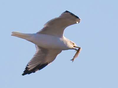Fresh seafood delivered daily.
