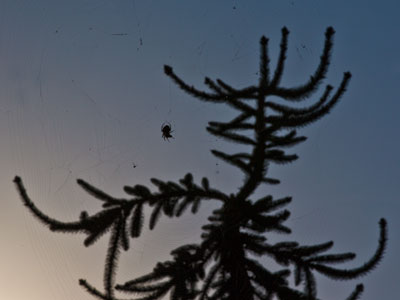 Now that`s a big spider.