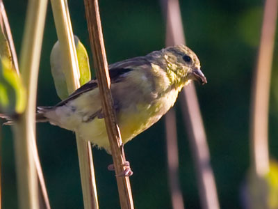 Walking around the prairie early this morning, I was perforated with mosquito bites.