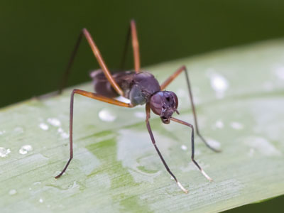 I think the white feet give this bug a touch of class.