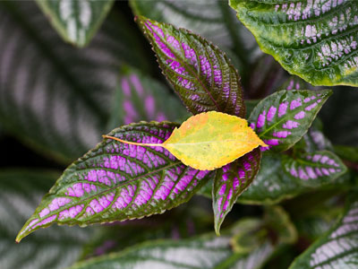 Everything that falls must converge.