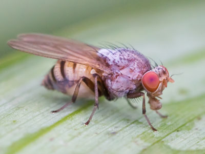 Flies are ugly, but they benefit the environment, and us.