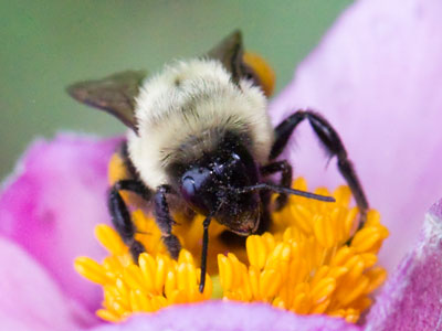 Late-season harvest.