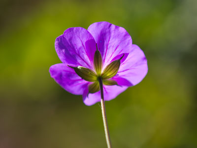 I accidentally took a good picture today.