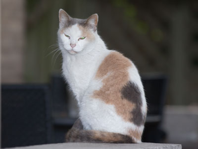 Waiting for the human who brings the food.