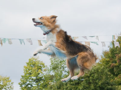 Some people walk their dogs, other people fly them.