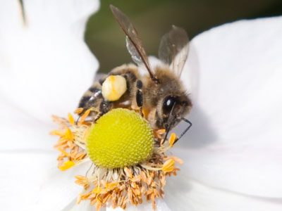 `Mmmmm, cheese ball!`
