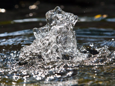 This is 1/8000th of a second from my afternoon walk.