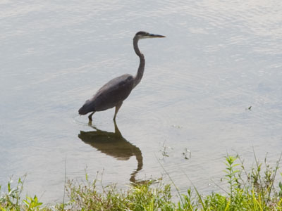 Fresh seafood caught daily.
