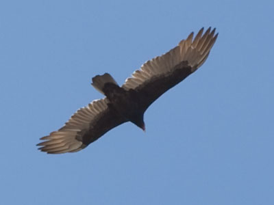 A giant shadow passed by and I looked up.  It was being harassed by tiny birds bravely defending their territory.