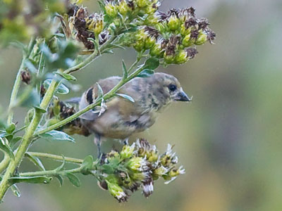 They were everywhere, but didn`t want photographs.