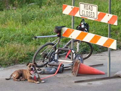 How not to treat your dog.