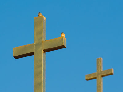 Hawks are very religious.