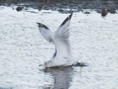 The graceful gull.