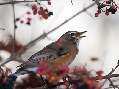 The birds have given up hunting bugs and fallen back to eating berries -- a disturbing reminder winter is coming.