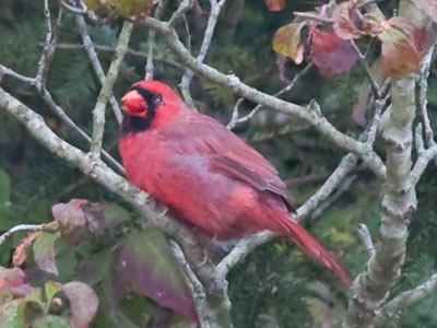 Go easy on those berries.  They need to last all winter.