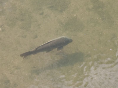 There is, one knows not what sweet mystery about this sea, whose gently awful stirrings seems to speak of some hidden soul beneath. MOBY DICK