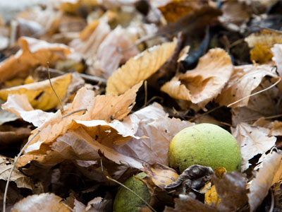October is the treasurer of the year, and all the months pay bounty to her store. PAUL LAURENCE DUNBAR