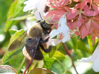 See, it`s summer!  Just ignore the bee`s worn out eyes.