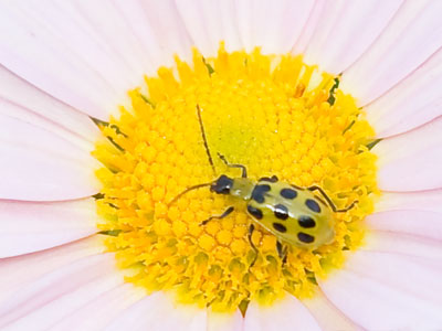 This bug distracted me so the mosquitoes could attack.