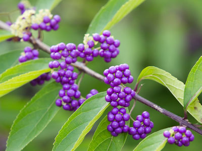 Have you heard about the new M&M color?