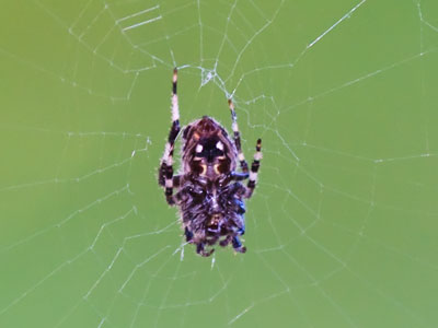 You can live here on my porch if you catch lots of bugs.
