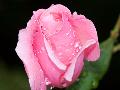 By the time you see this, it`s already dead.