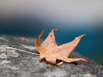 By the time I saw this, it was already dead.