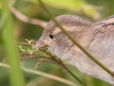 Eating one tiny seed at a time, this bird will stay alive.