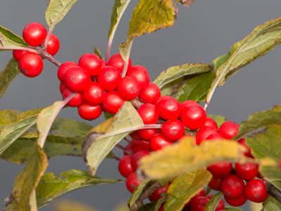 Birds eat some berries, but ignore others.  I don`t know why, and I would probably eat the poisonous kind.