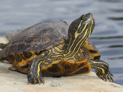 This guy will sleep through winter and not have to eat.