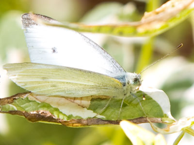 While I shot this, a dude tried to hustle me for money saying he had `two -- no, three -- daughters at home.`