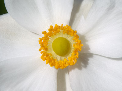 The flowers and I will enjoy the sun as long as we can.