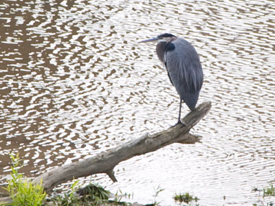 If fish sleep, they have nightmares about this guy.