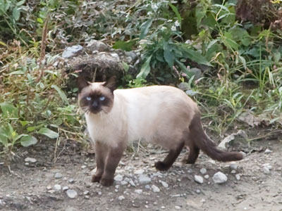 A feral cat hunts for food alongside the river.