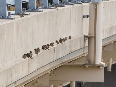 Birds wisely avoid the feral cat.