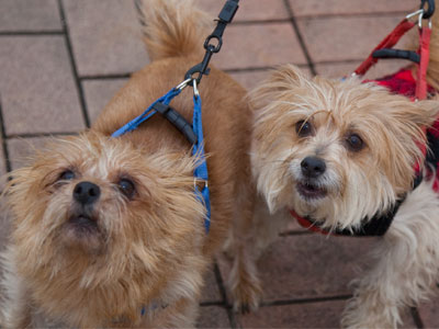 And then I was mauled.