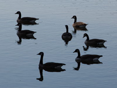 How rude.  They would swim away whenever I got close.