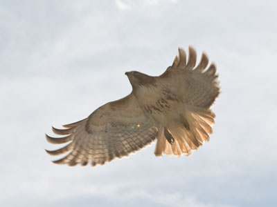 The hawk soon tired of my foolishness.