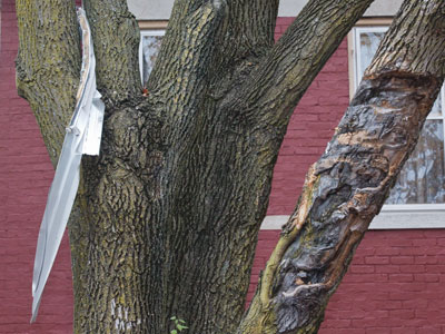 The truck-shredding tree of Hess Street strikes again (see June 16, 2013).