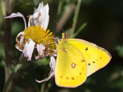 There aren`t many flowers now, and they were being swarmed by the few remaining bees and butterflies.