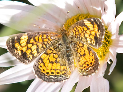 Some species migrate south, others will stay here.