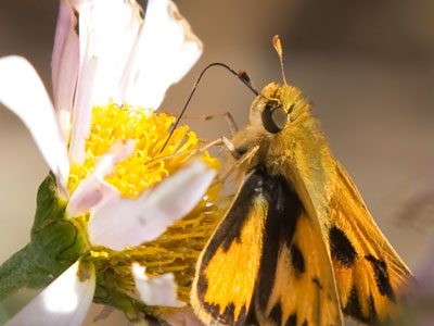 November butterflies do not go gentle into that good night.
