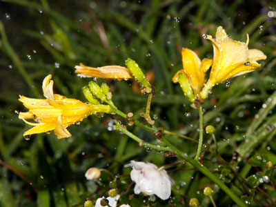 And just then, somebody turned off the sprinkler.