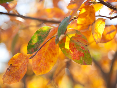 I don`t like fall or cats, but I take pictures of both.